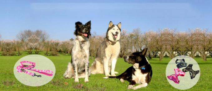 Chromatische einfache Weg-Neopren-Hundewesten-Jacke für Sicherheits-Digital-Drucken